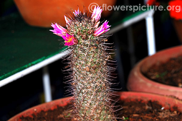 mammillaria matudae