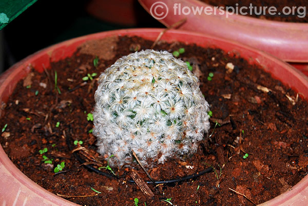 Mammillaria plumosa