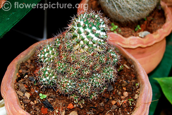 Mammillaria polythele