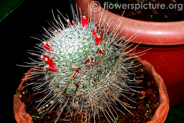 Mammillaria prolifera