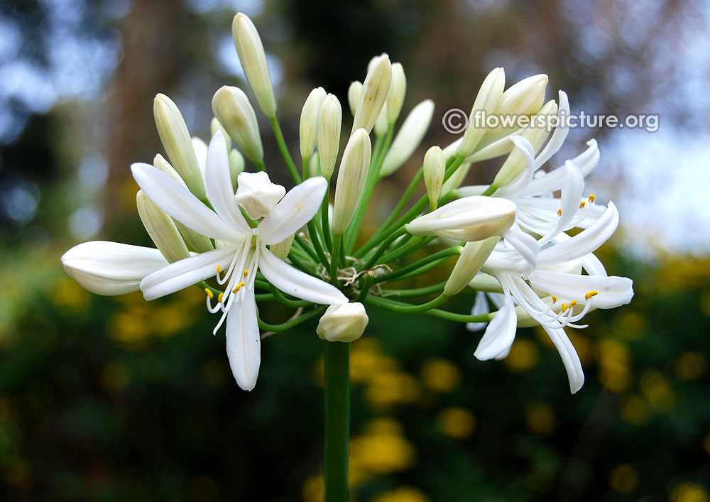 Agapanthus africanus