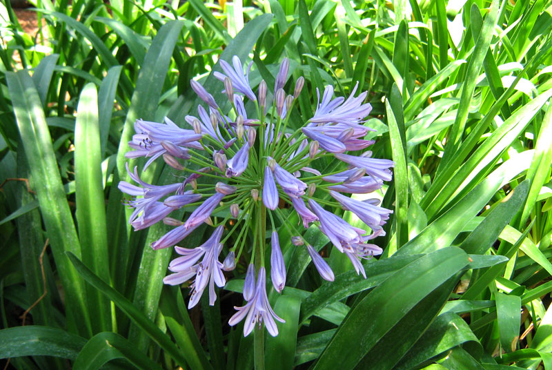 Agapanthus africanus minor