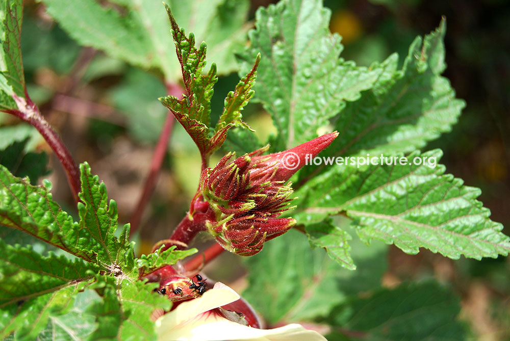 Abelmoschus caillei-Developing newborn fruits-Stage1