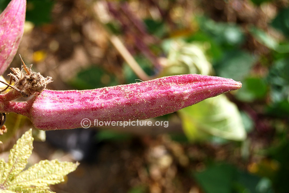 Abelmoschus caillei matured fruit