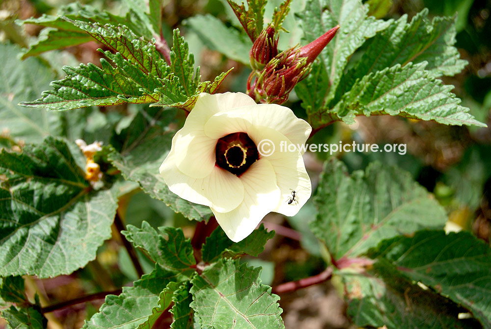 Abelmoschus caillei plant & foliage