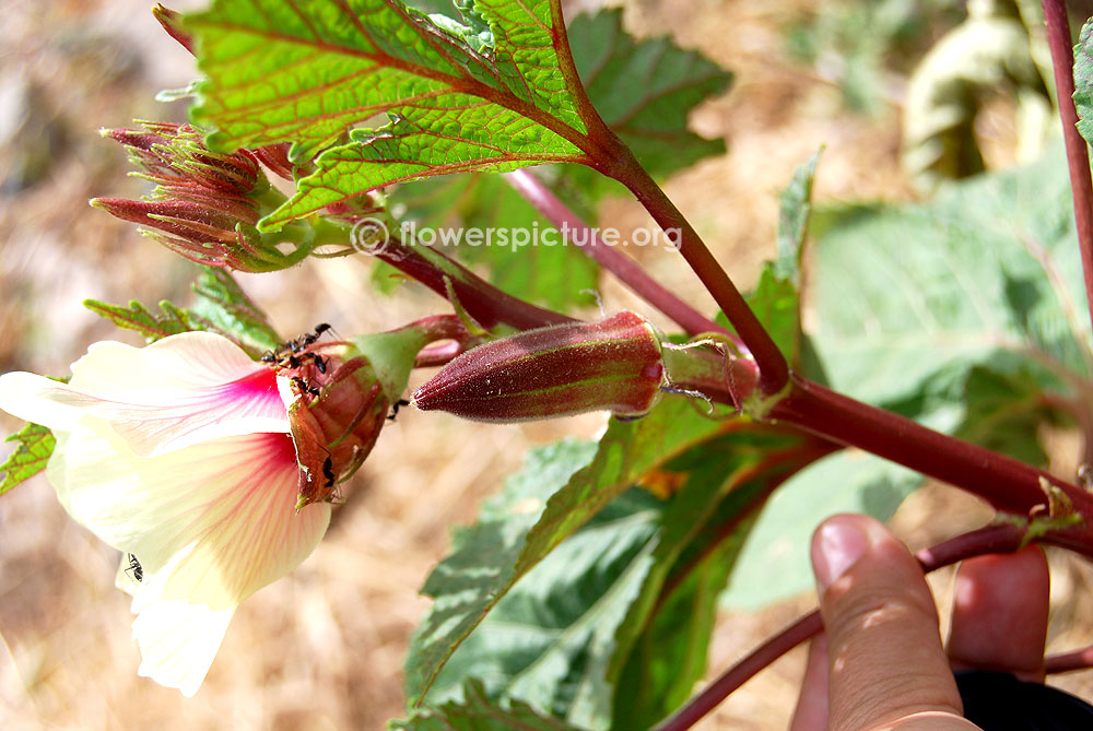 Abelmoschus caillei young fruit