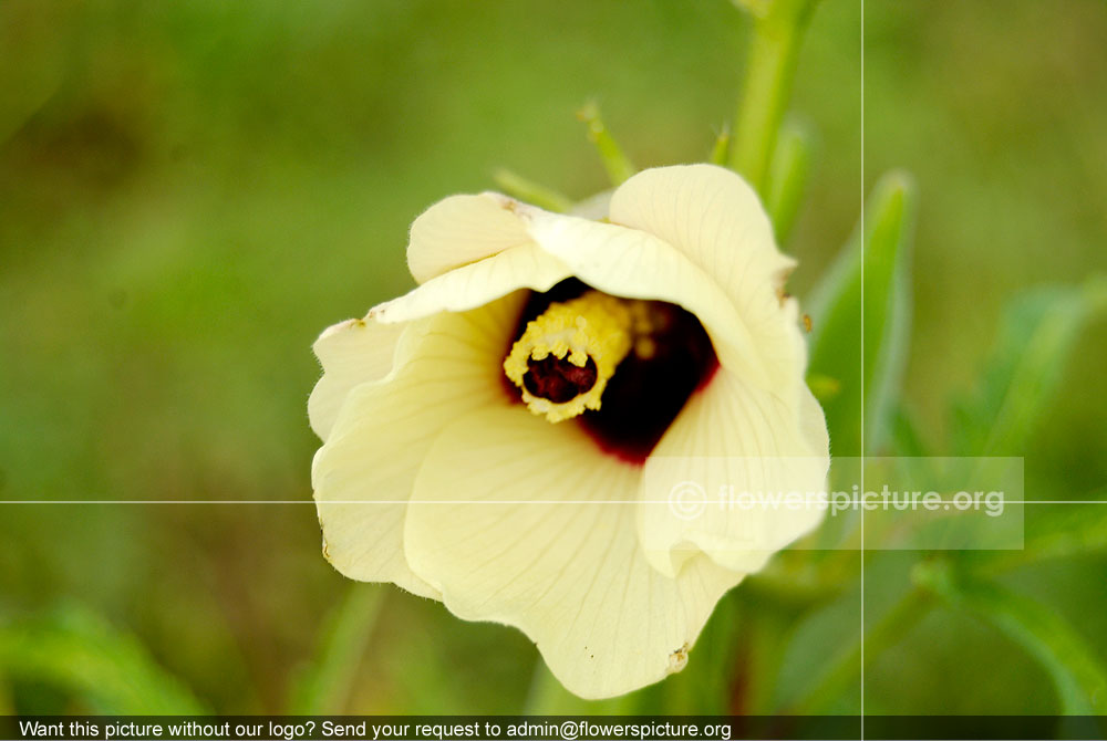 Abelmoschus esculentus