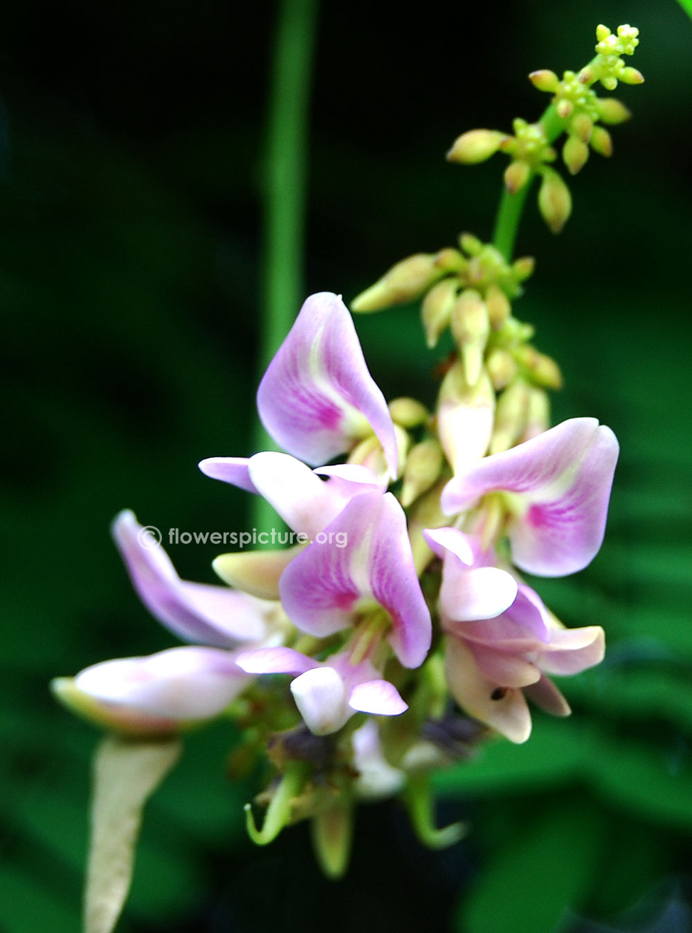 Abrus precatorius flower buds