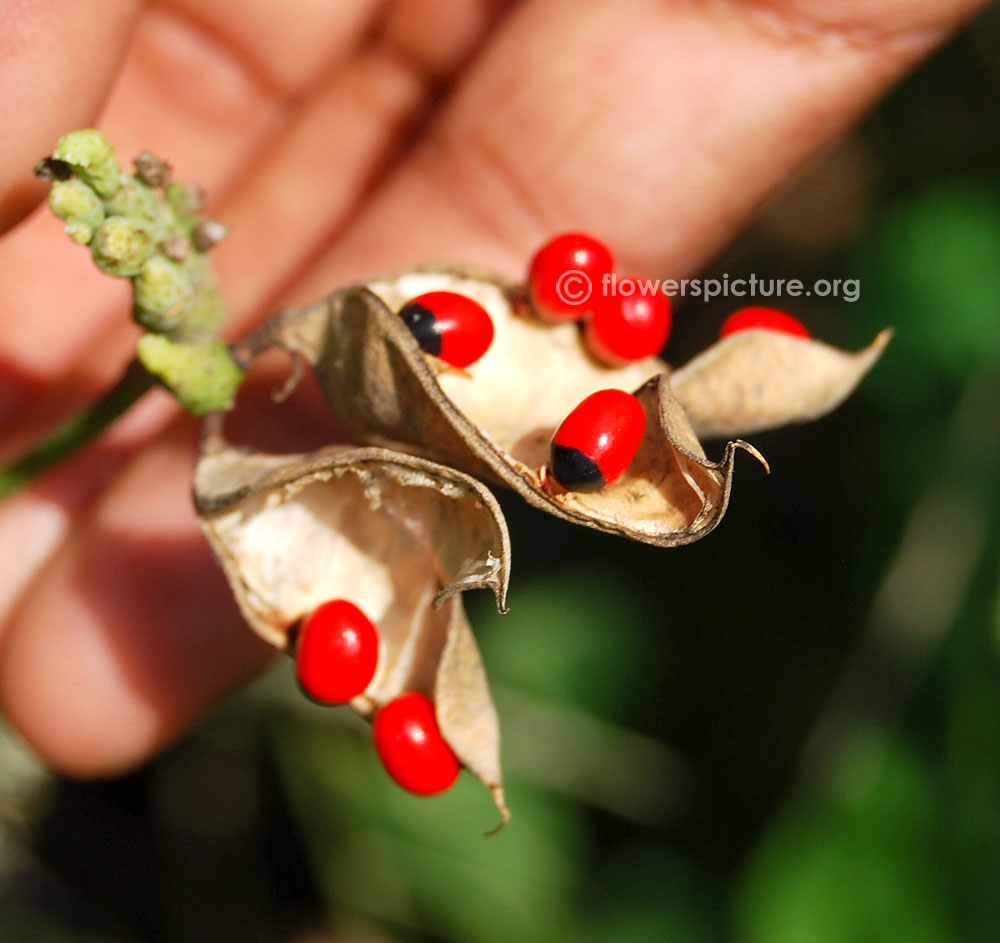 Abrus precatorius seed pod