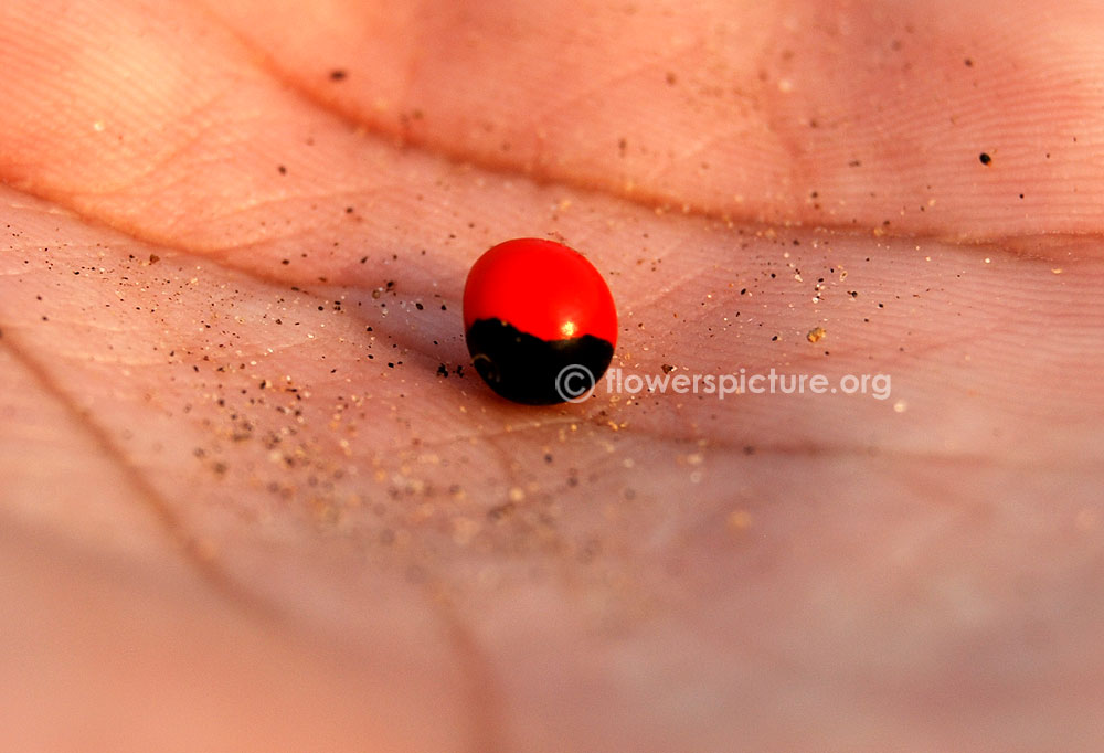 Abrus precatorius seeds