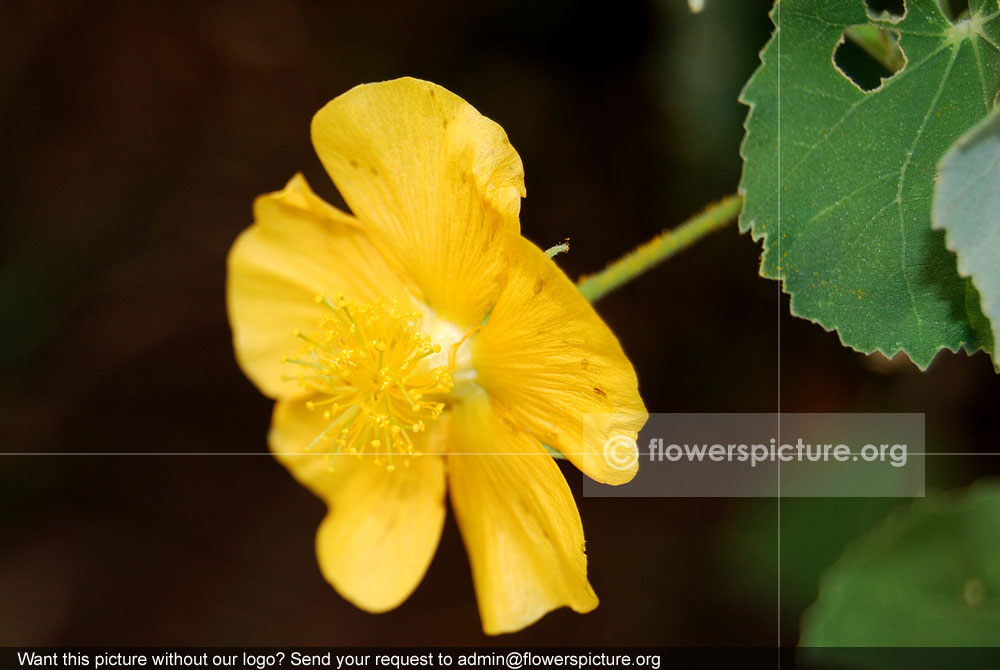 Abutilon indicum