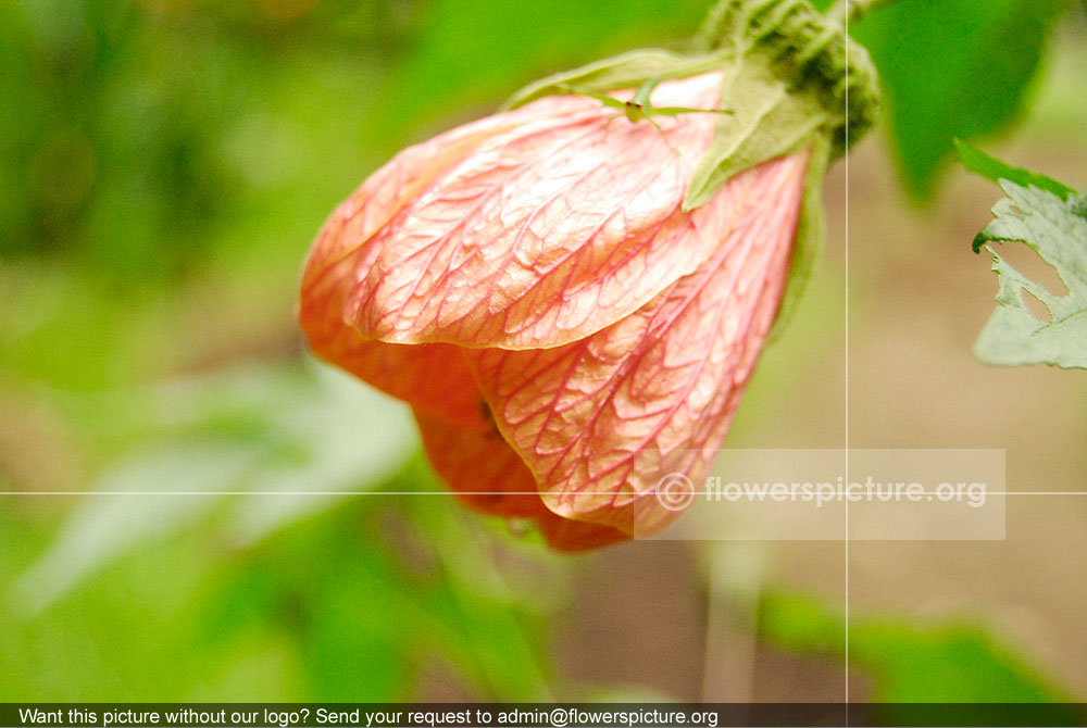 Abutilon Pictum