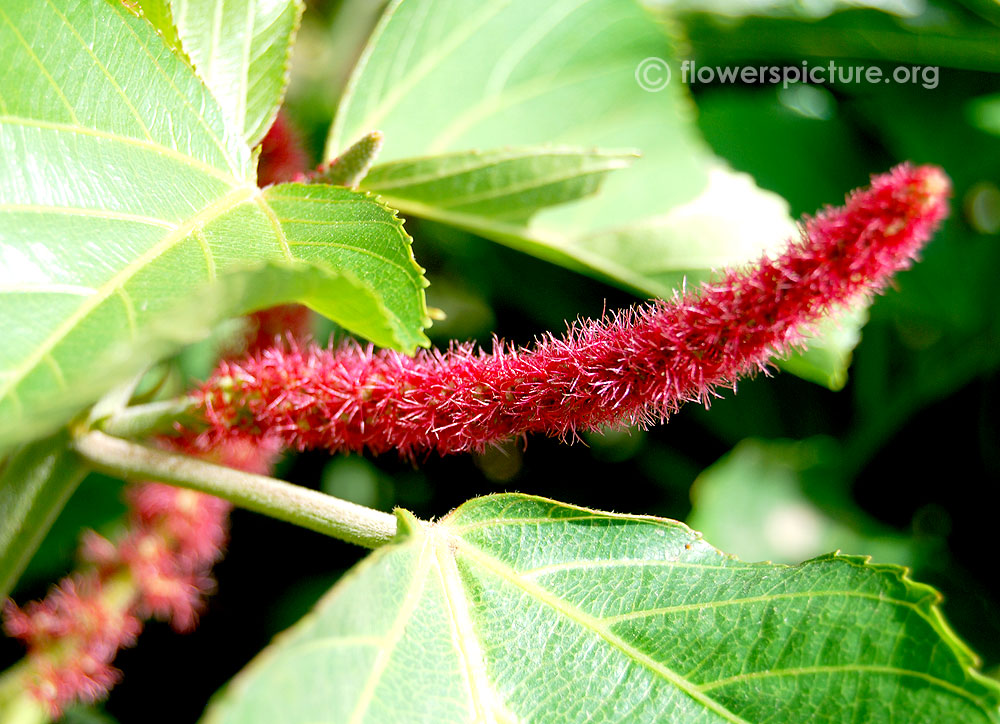 Acalypha chamaedrifolia