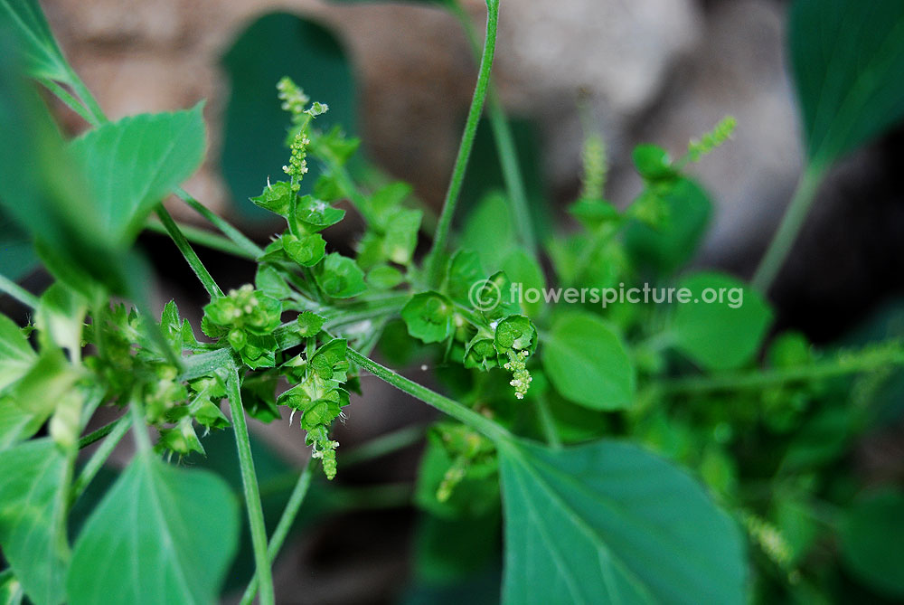 Acalypha Indica