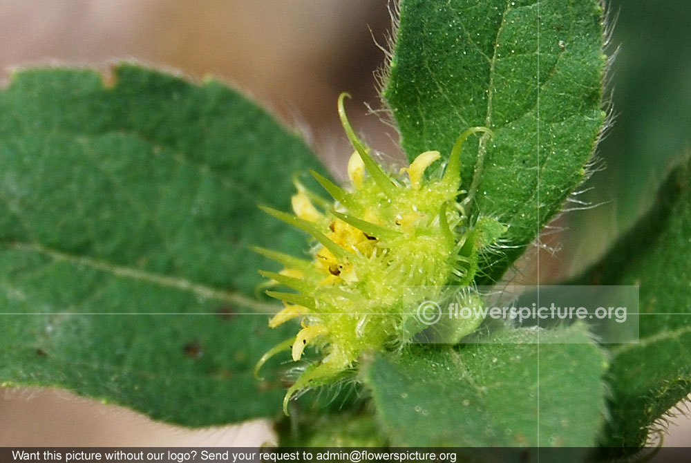 Acanthospermum hispidum