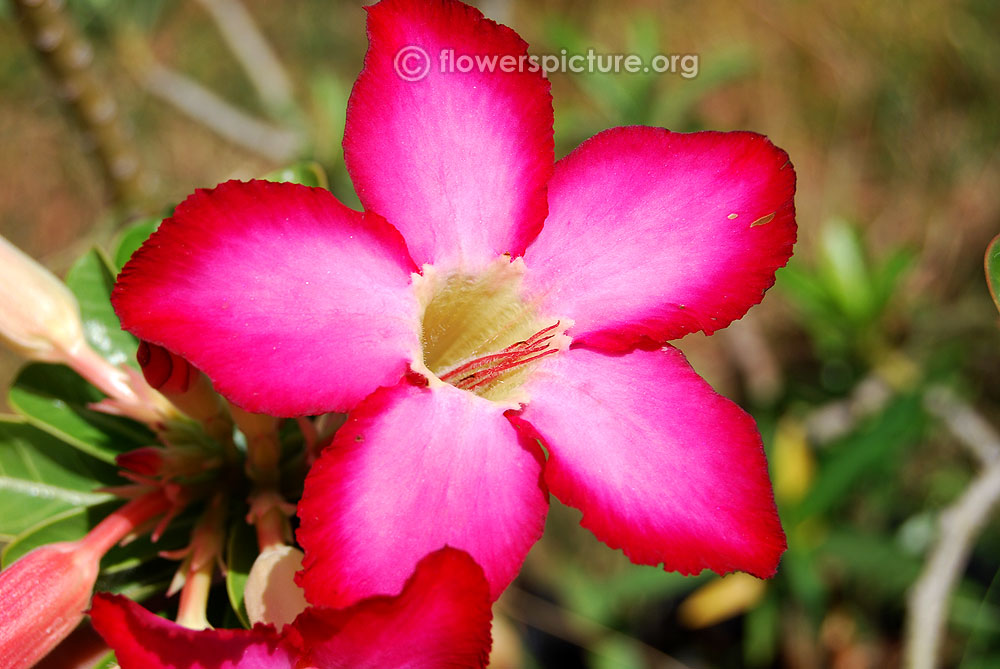 Adenium obesum flower