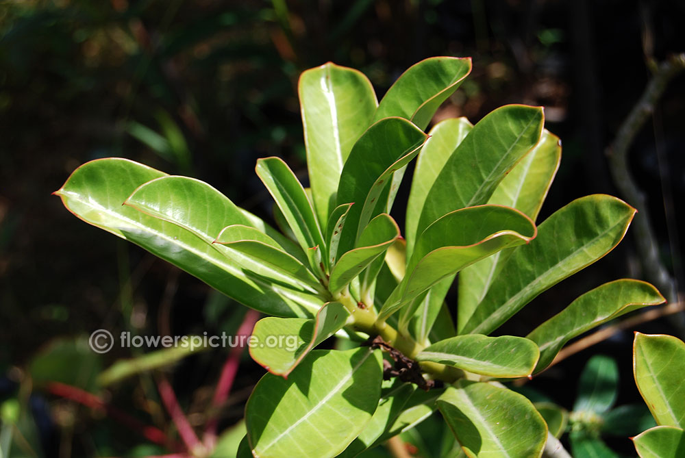 Adenium obesum foliage