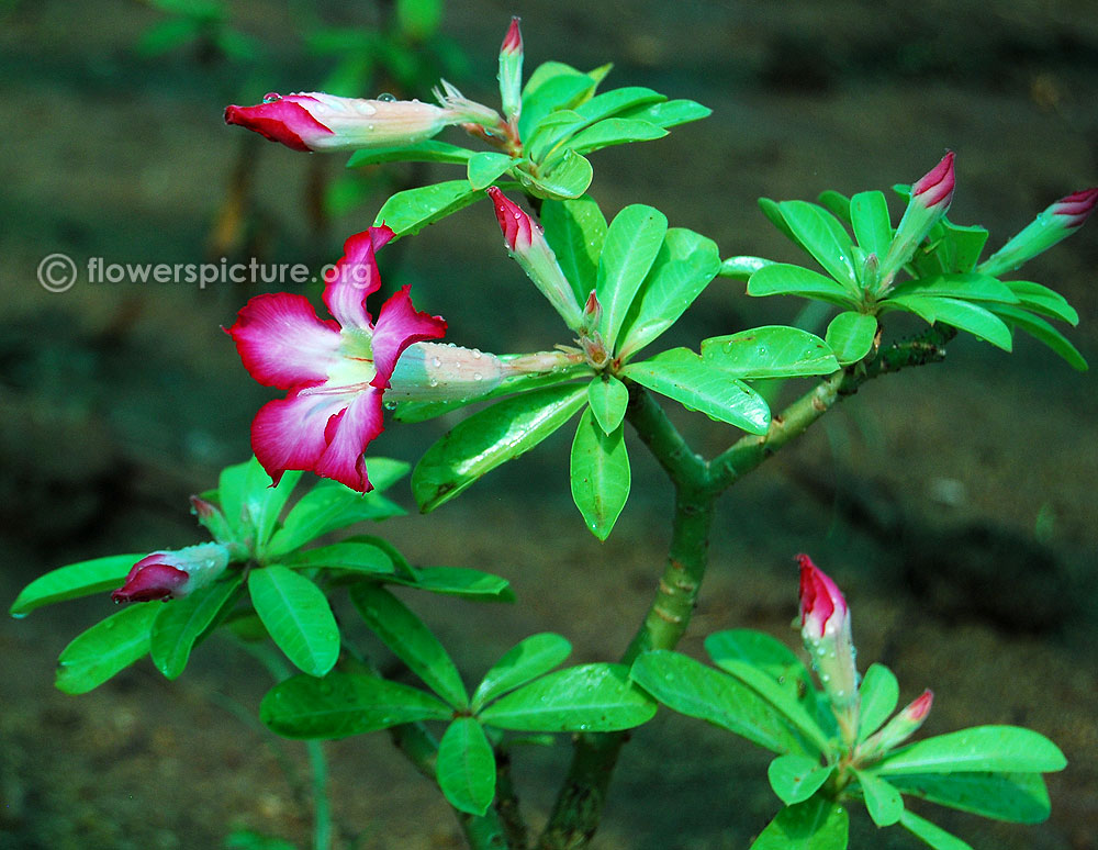 Adenium obesum plant