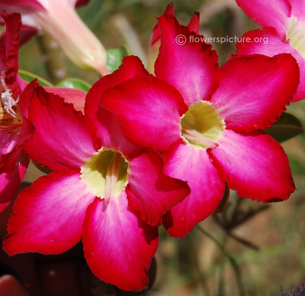 Adenium obesum