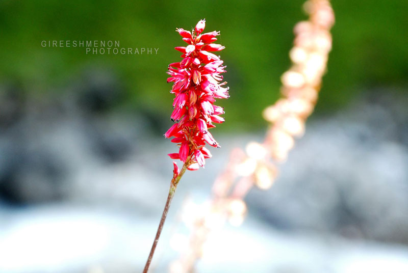 Aechmea distichantha