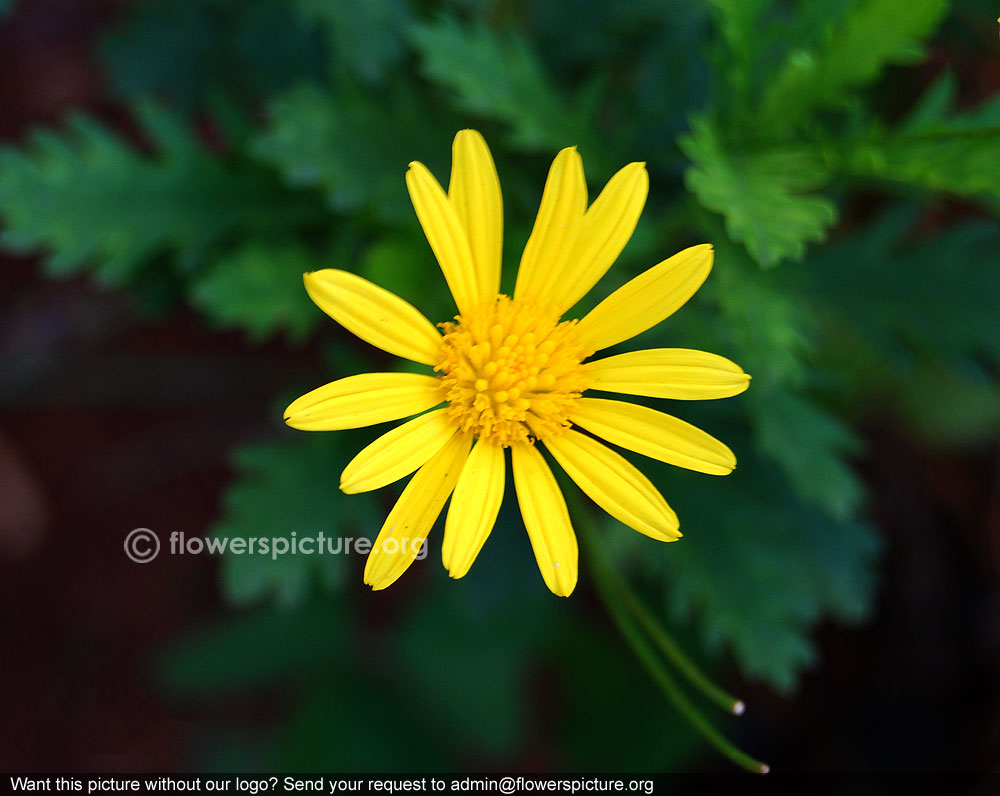 African bush daisy