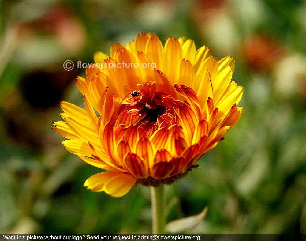 African daisy yellow