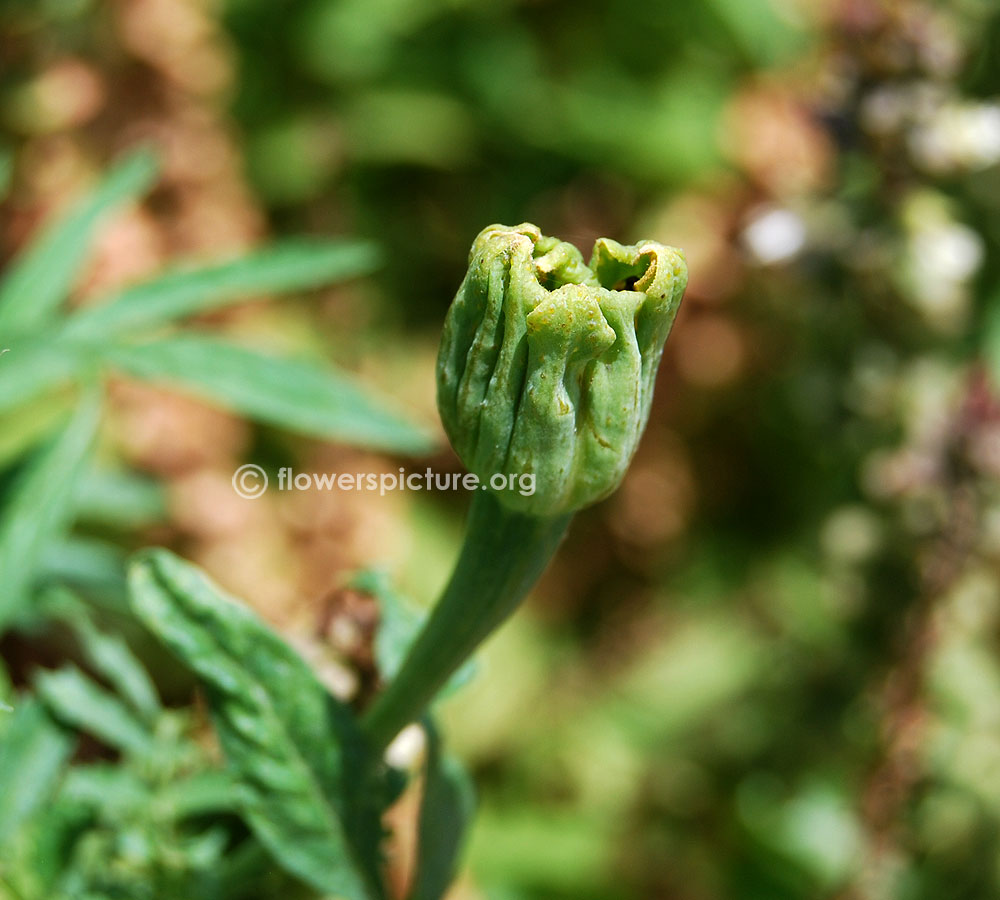 African marigold flower bud