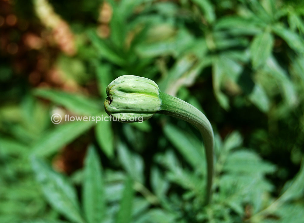 African marigold-Newborn flower bud