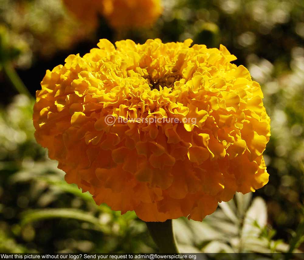 African Marigold