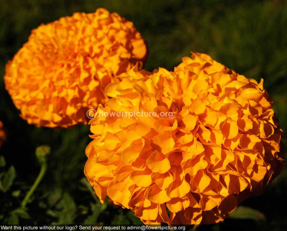 African Marigold Orange