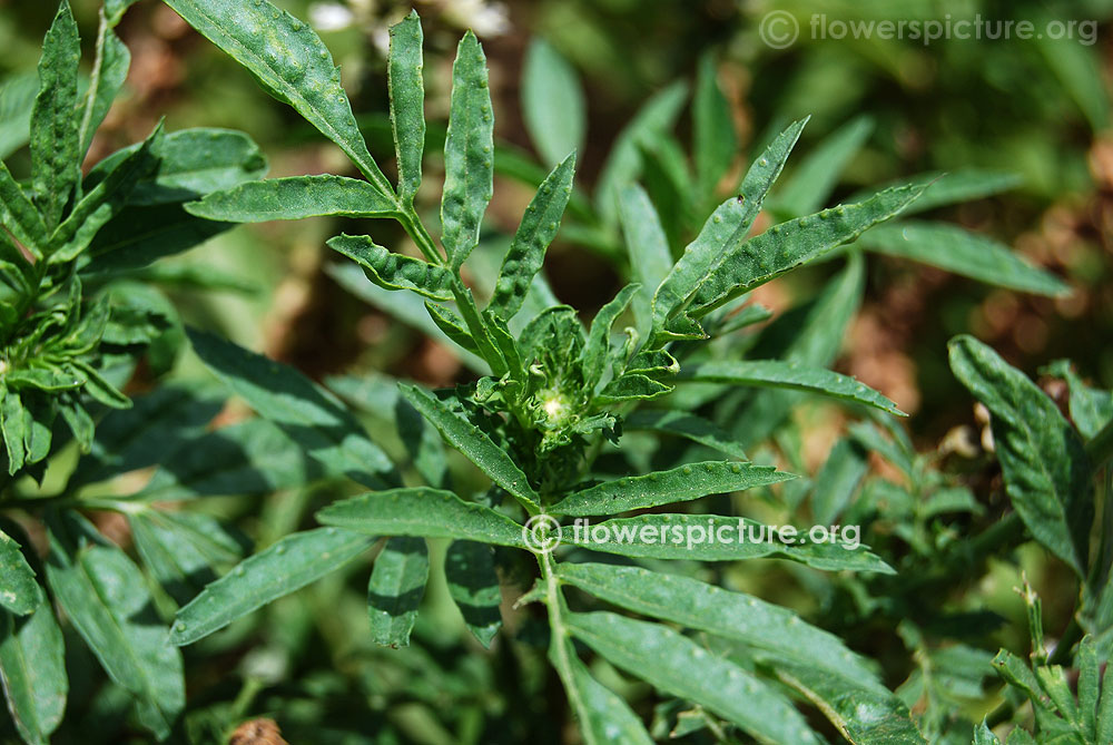 African marigold orange foliage-Leaves, Leaflets