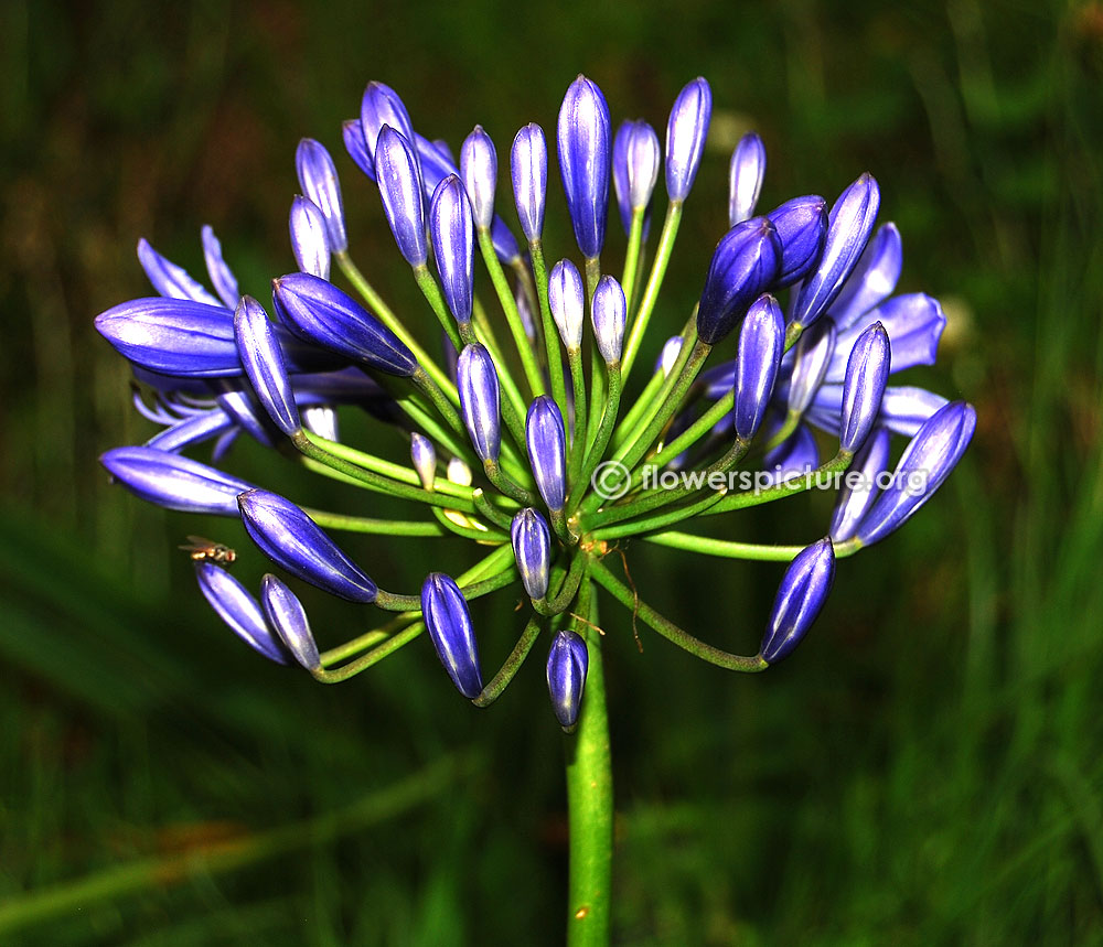 Agapanthus africanus blue flower buds