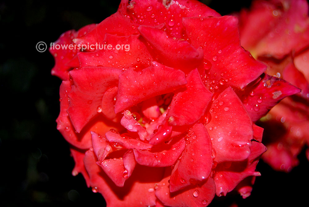 Agatha christie rose-Ooty flower show 2014