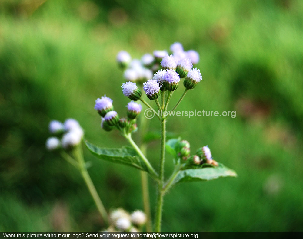 Ageratum conyzoides