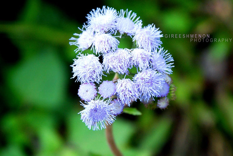 Ageratum houstonianum