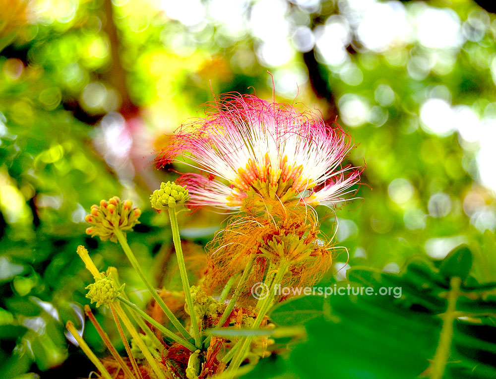 Albizia saman