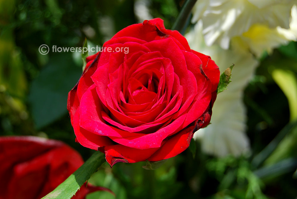 Alec's red rose