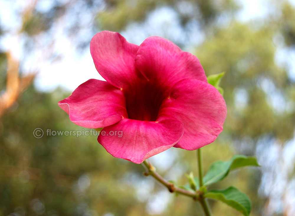 Allamanda brazilian red wine