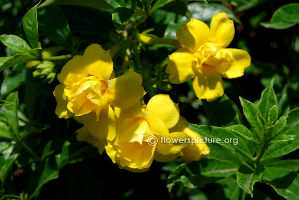 Allamanda cathartica williamsii