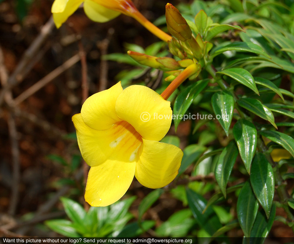 Allamanda cathartica