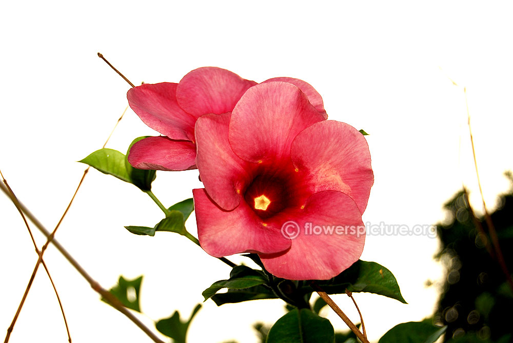 Allamanda violacea cherry jubilee