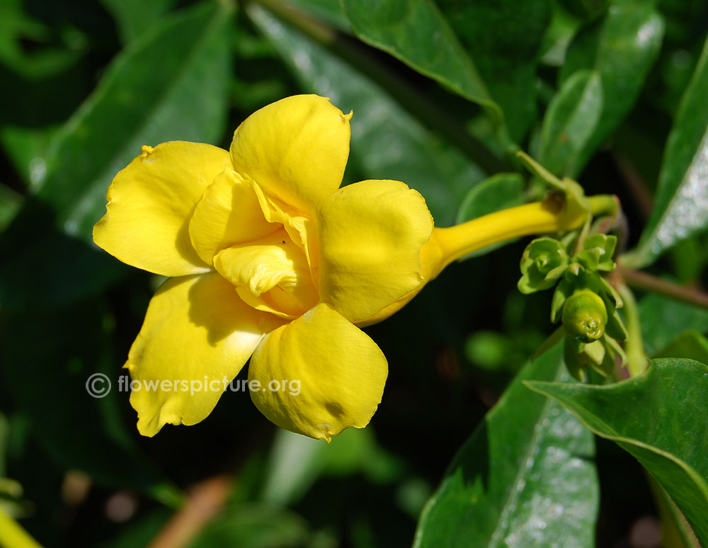 Allamanda williamsii