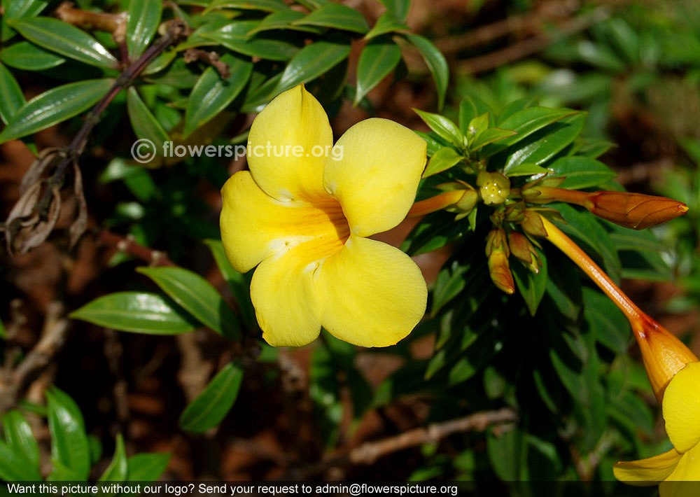 Allamanda