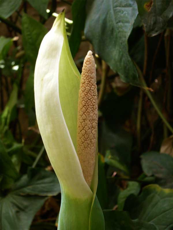 alocasia macrorrhizos