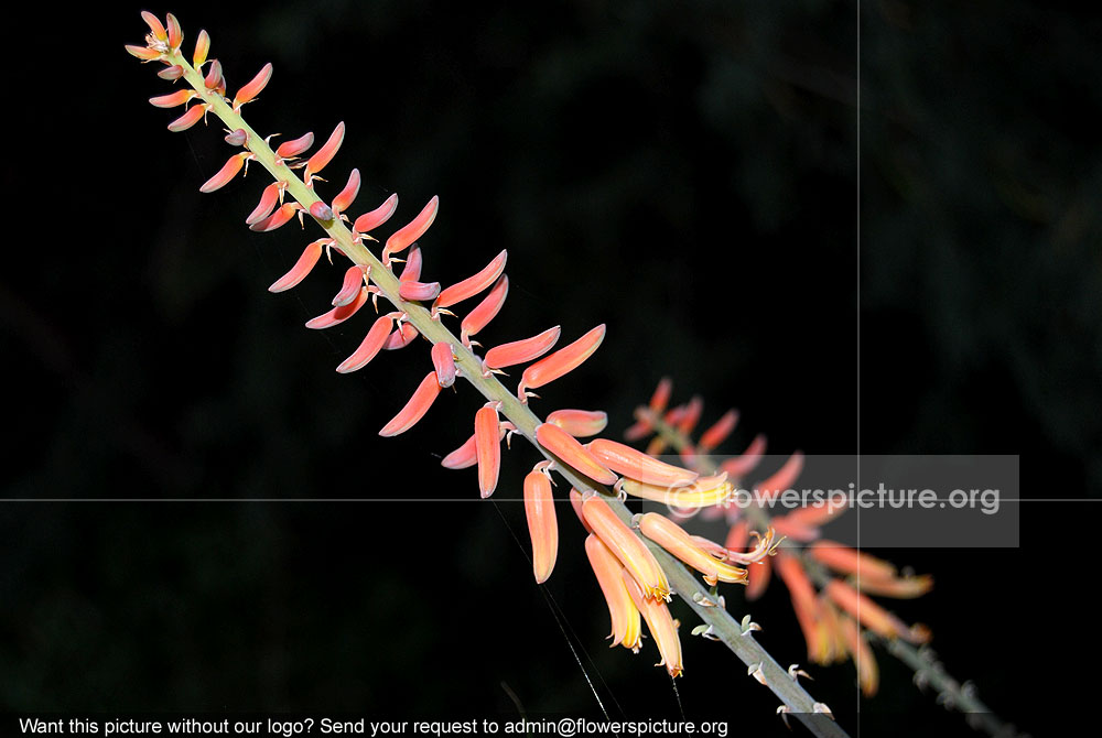 Aloe arborescens