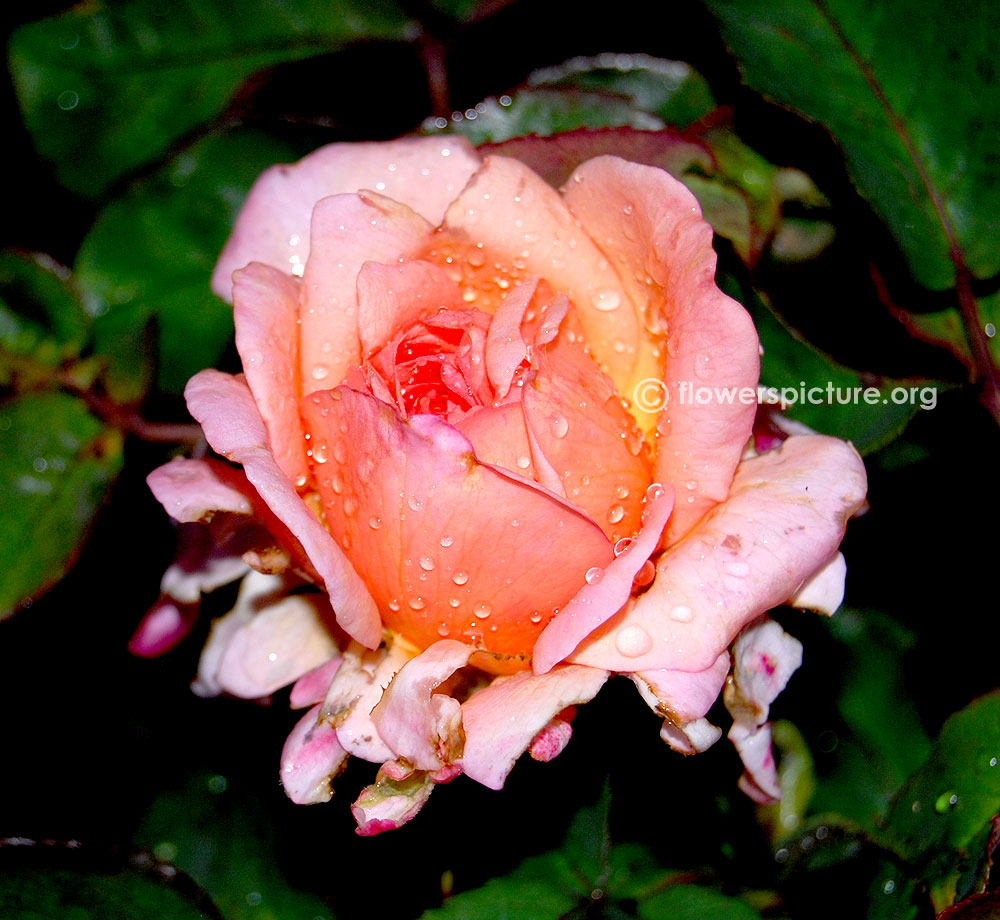 Alpine sunset rose