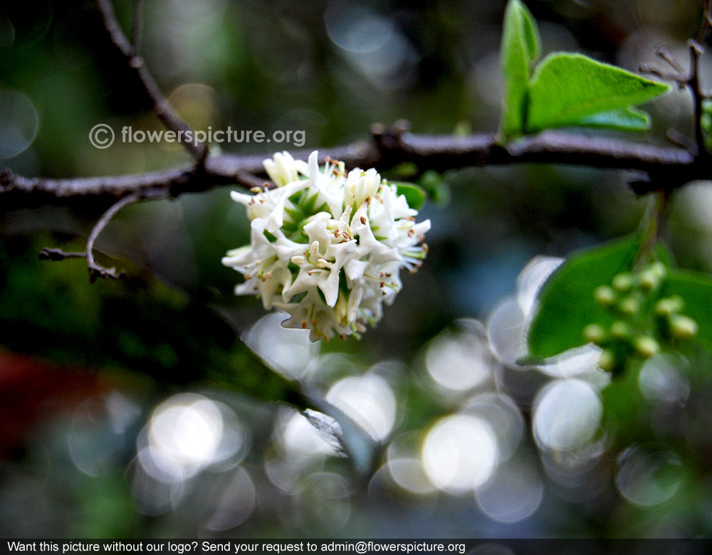 Alstonia scholaris