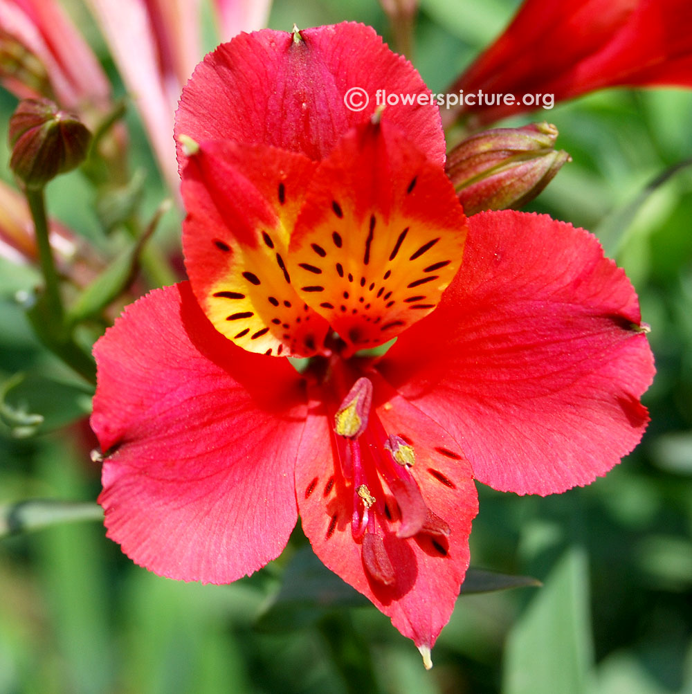 Alstroemeria hybrida