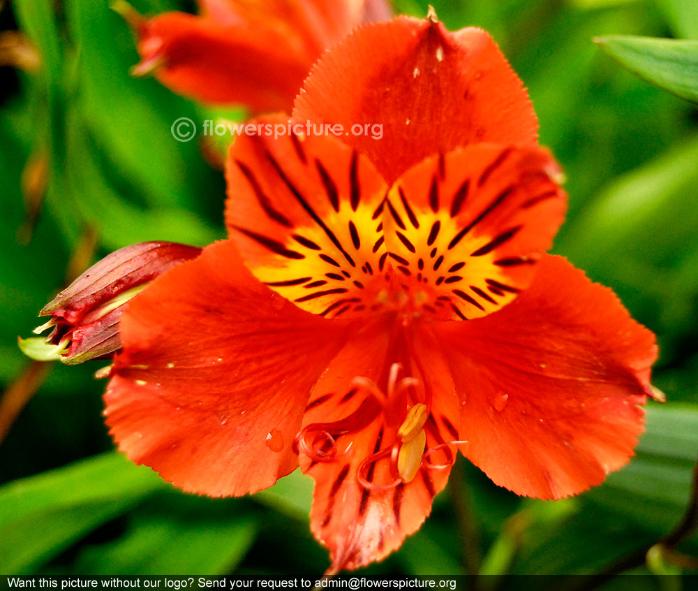 Alstroemeria