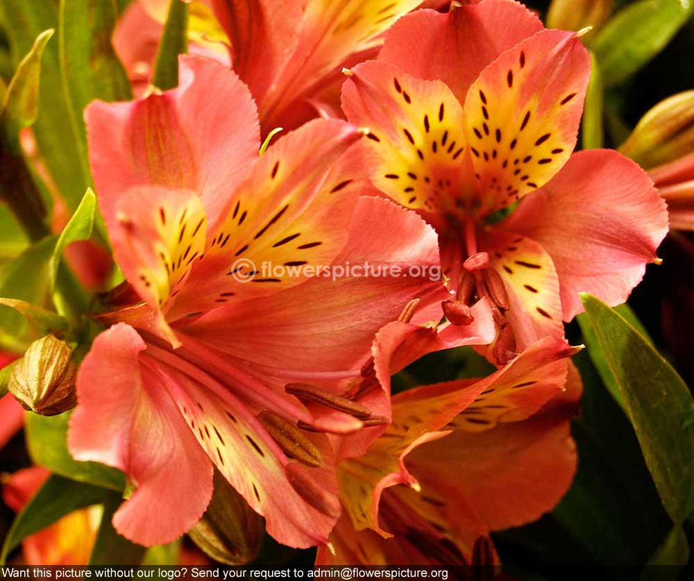 Alstroemeriaceae Pink Yellow Fantasy